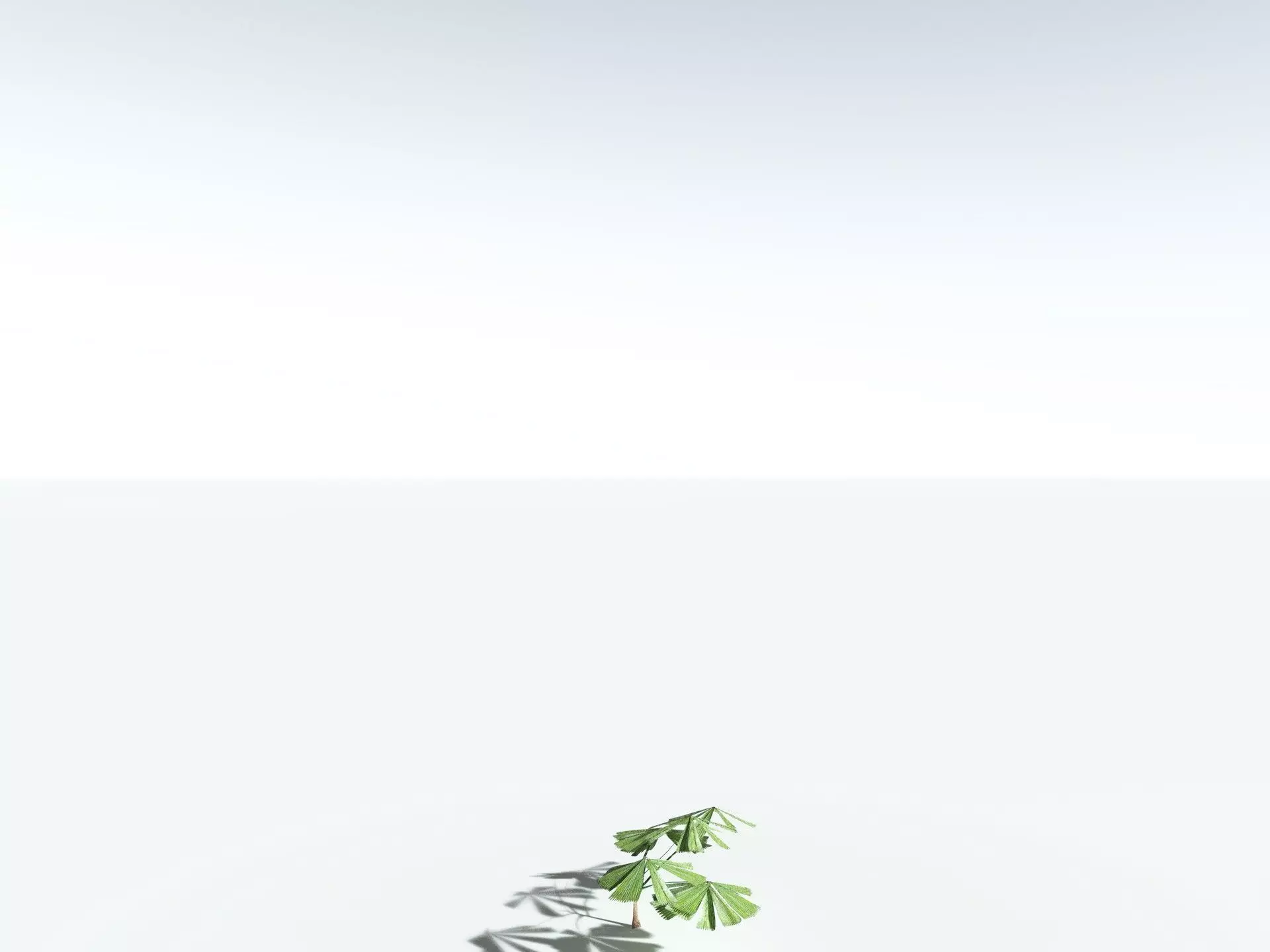 EVERYPlant Australian Fan Palm LowPoly Low-poly 3D model_31