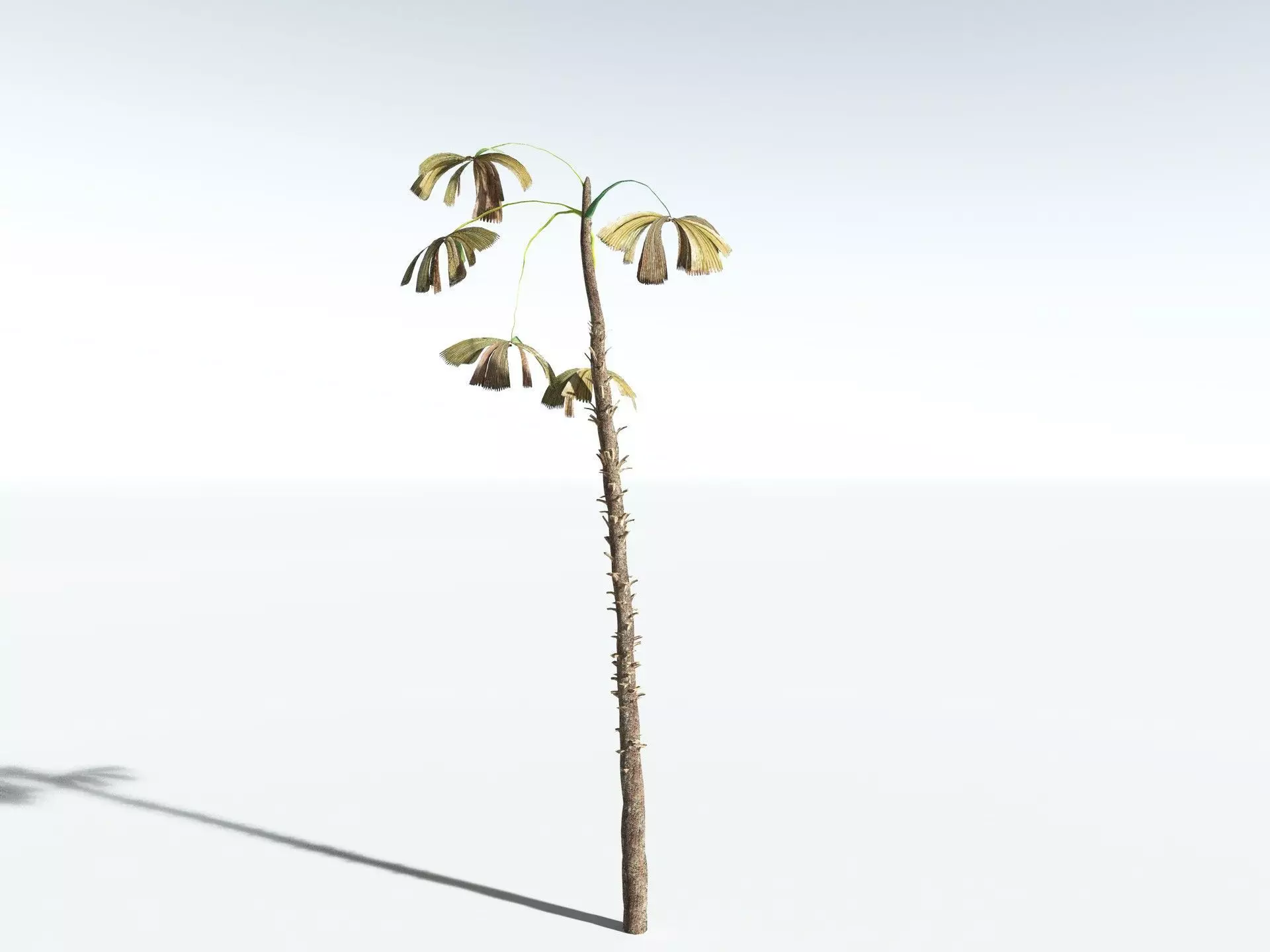 EVERYPlant Australian Fan Palm LowPoly Low-poly 3D model_16