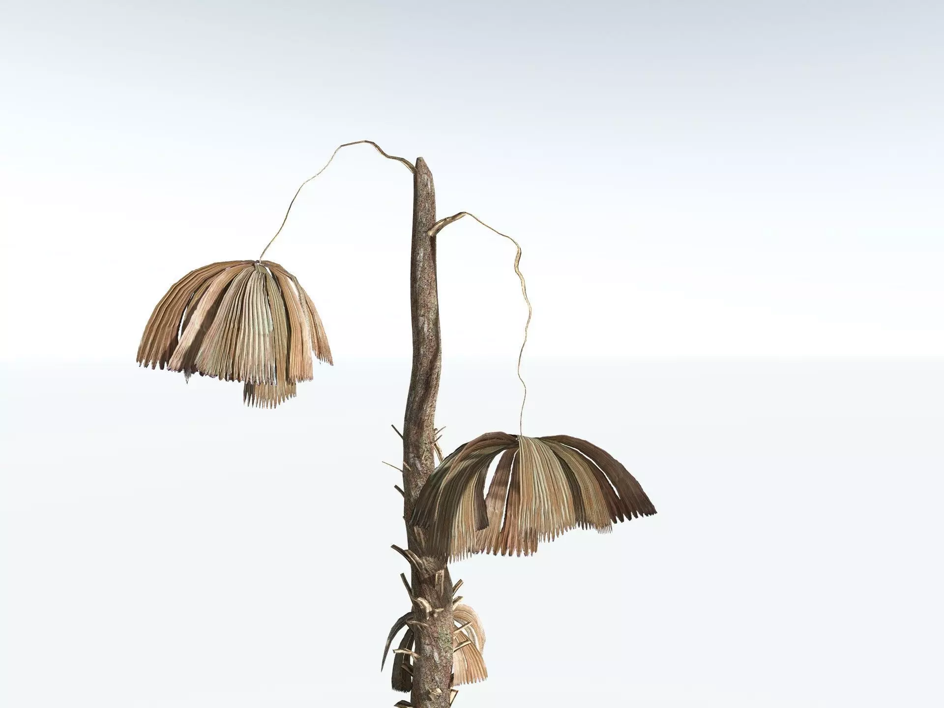 EVERYPlant Australian Fan Palm LowPoly Low-poly 3D model_19