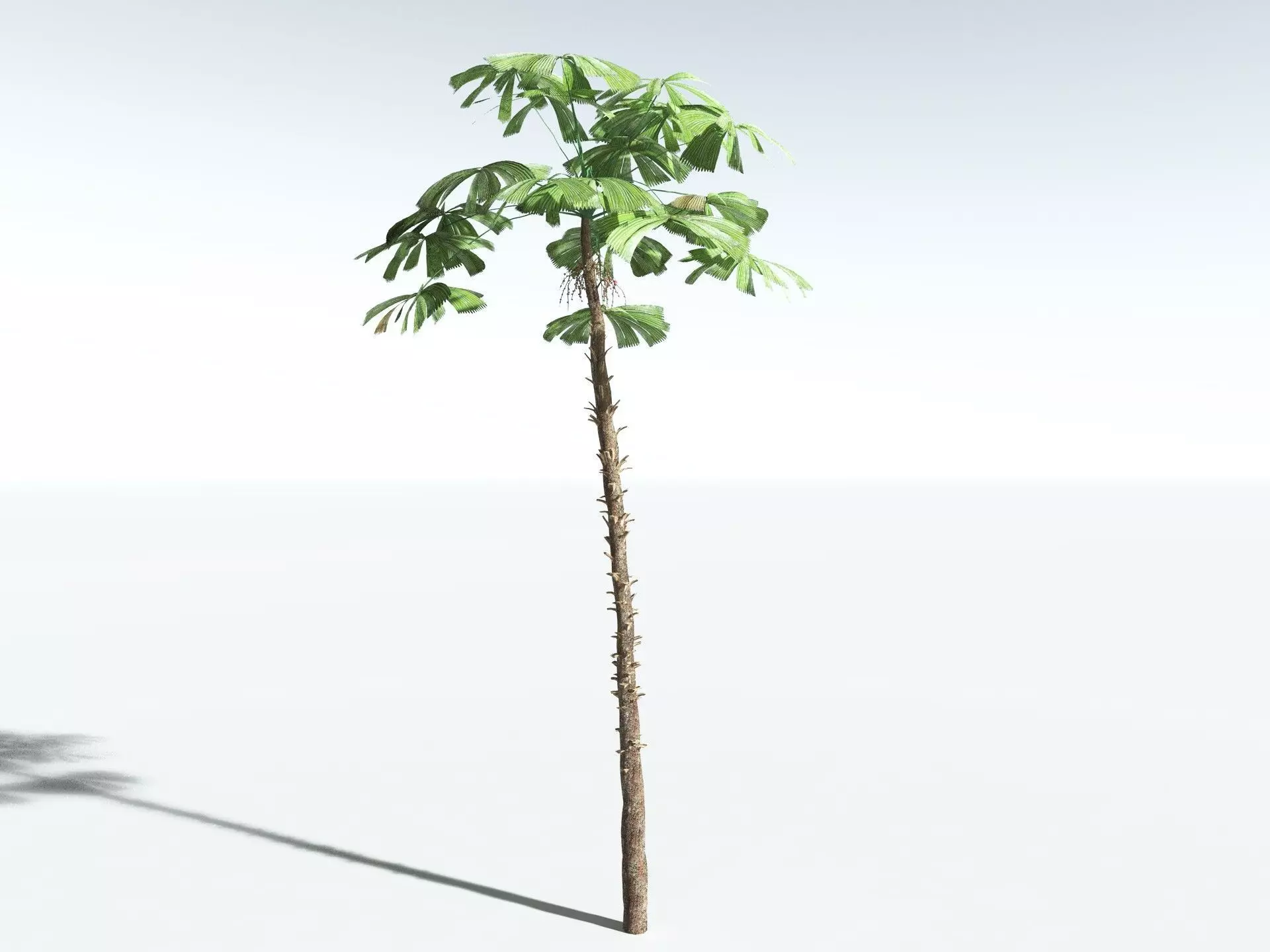 EVERYPlant Australian Fan Palm LowPoly Low-poly 3D model_6