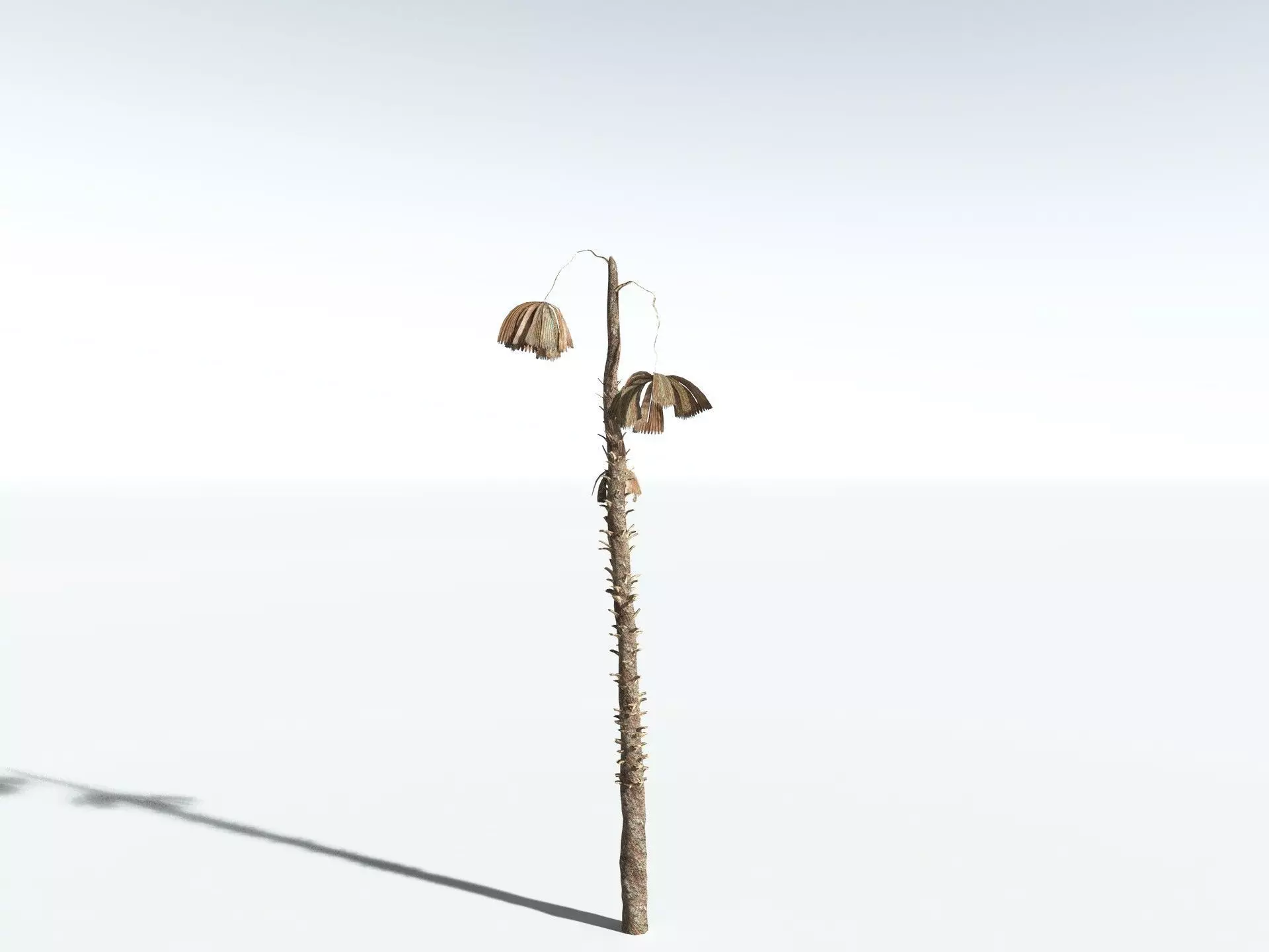 EVERYPlant Australian Fan Palm LowPoly Low-poly 3D model_18