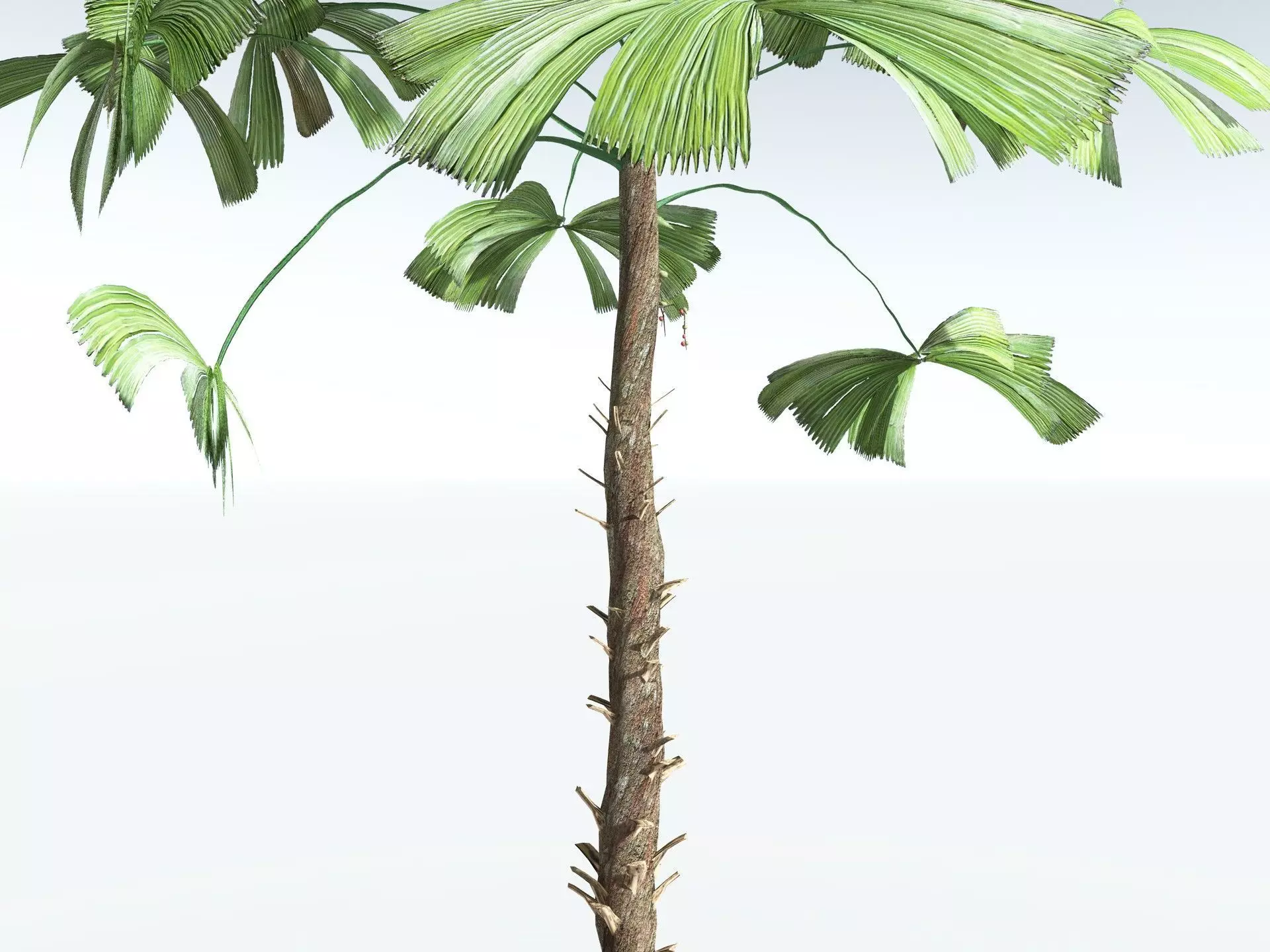 EVERYPlant Australian Fan Palm LowPoly Low-poly 3D model_5