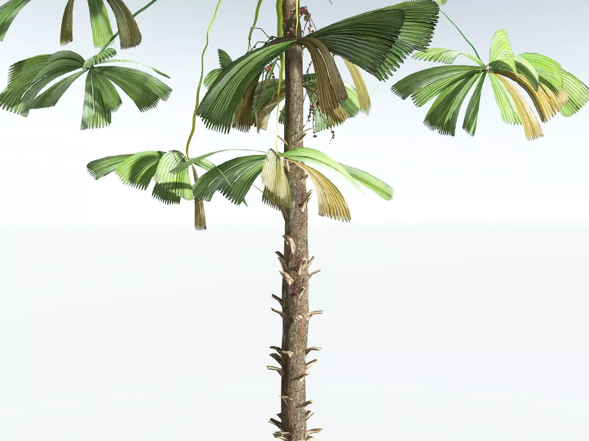 EVERYPlant Australian Fan Palm LowPoly Low-poly 3D model_13
