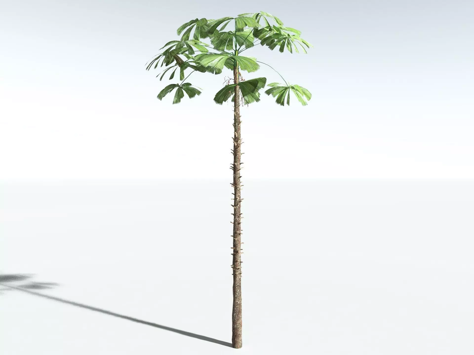 EVERYPlant Australian Fan Palm LowPoly Low-poly 3D model_2