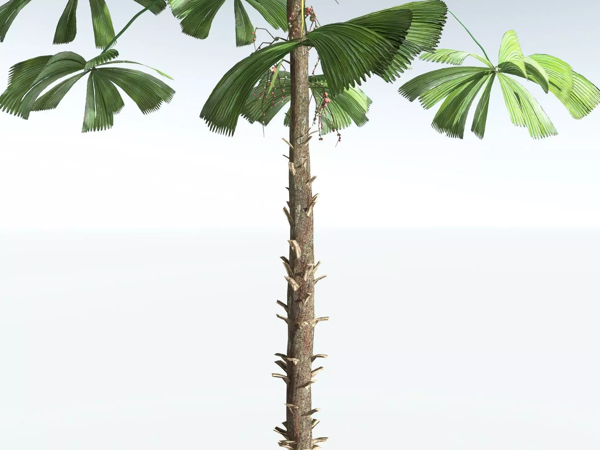 EVERYPlant Australian Fan Palm LowPoly Low-poly 3D model_3