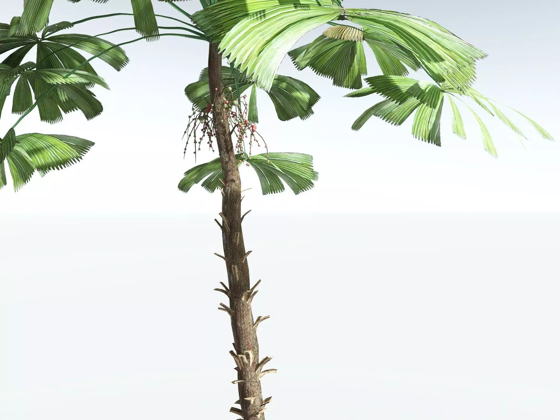 EVERYPlant Australian Fan Palm LowPoly Low-poly 3D model_7