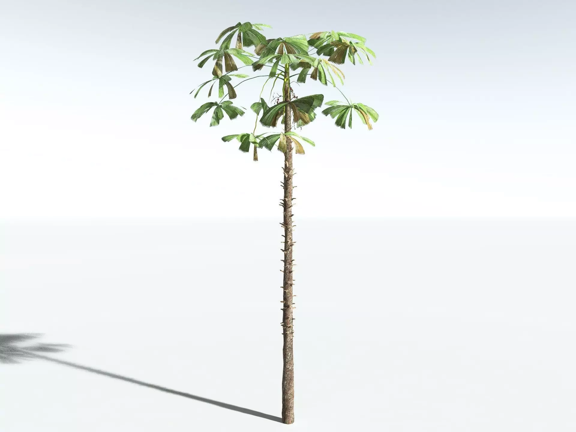 EVERYPlant Australian Fan Palm LowPoly Low-poly 3D model_12