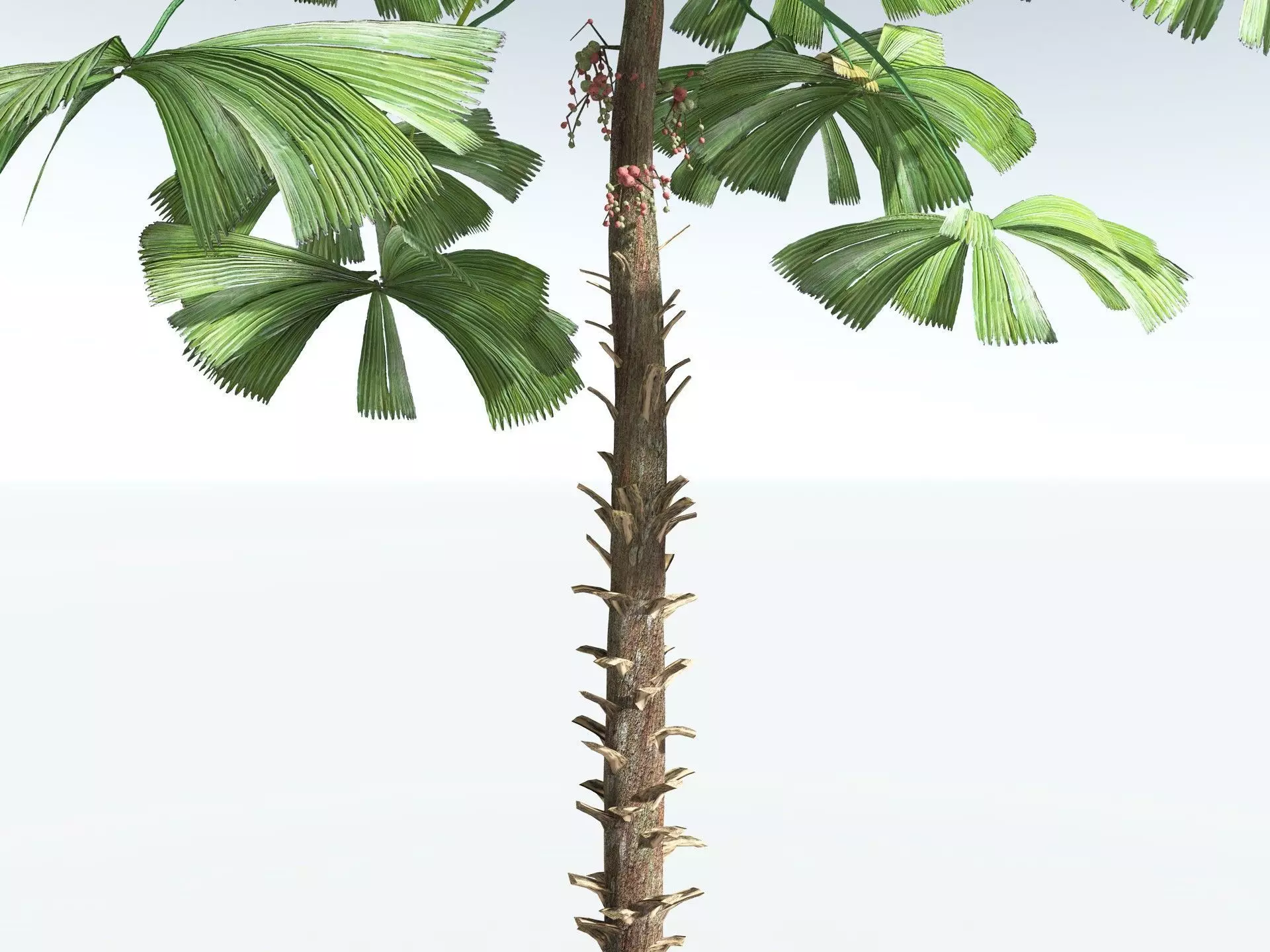 EVERYPlant Australian Fan Palm LowPoly Low-poly 3D model_23