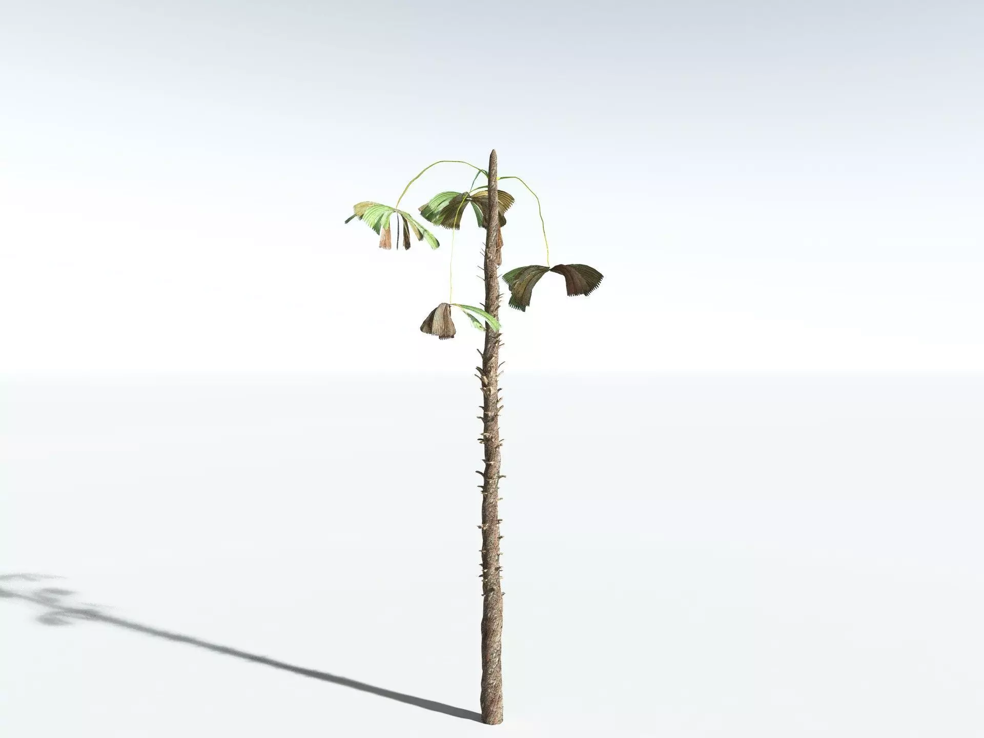 EVERYPlant Australian Fan Palm LowPoly Low-poly 3D model_14