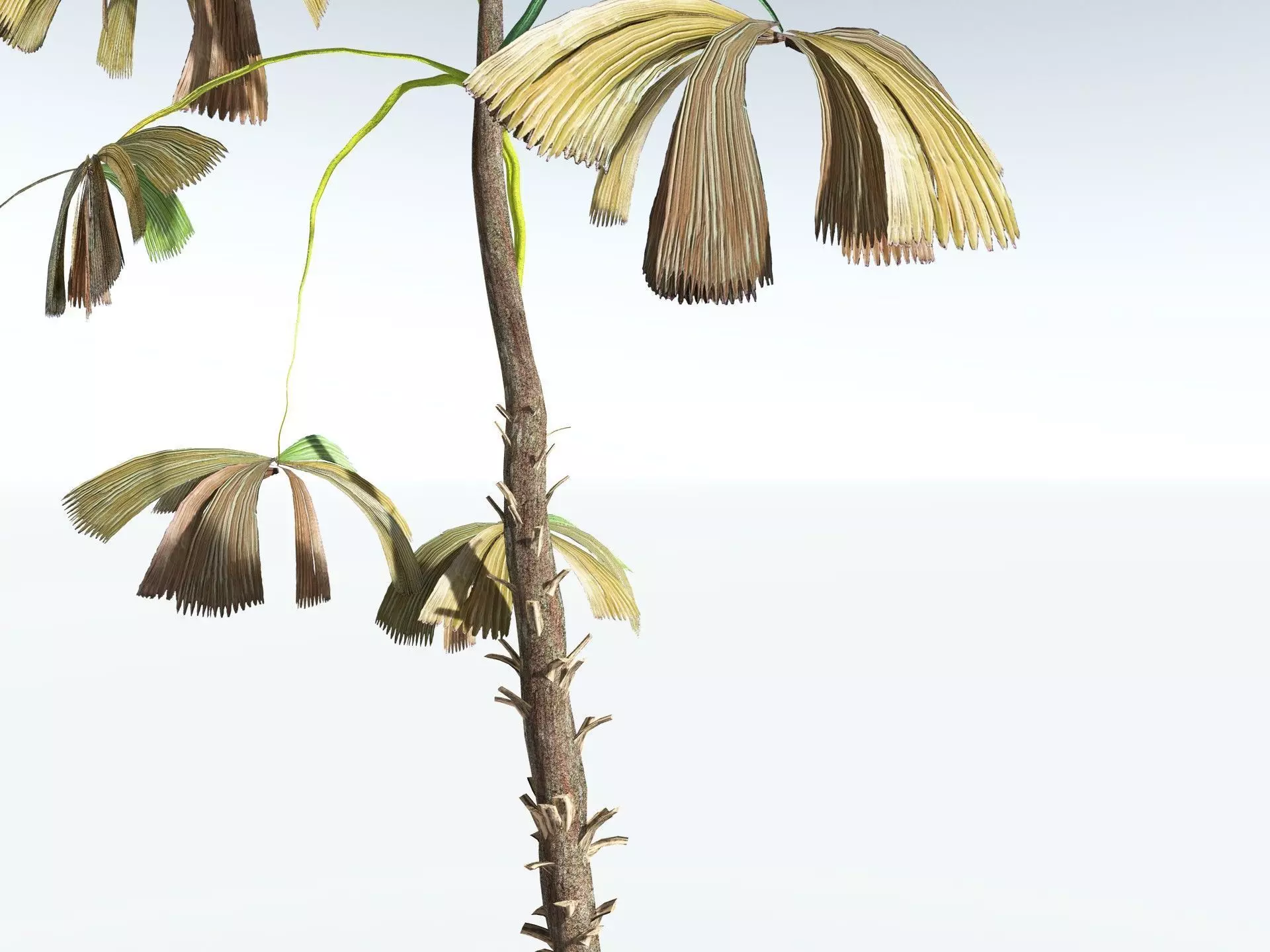 EVERYPlant Australian Fan Palm LowPoly Low-poly 3D model_17