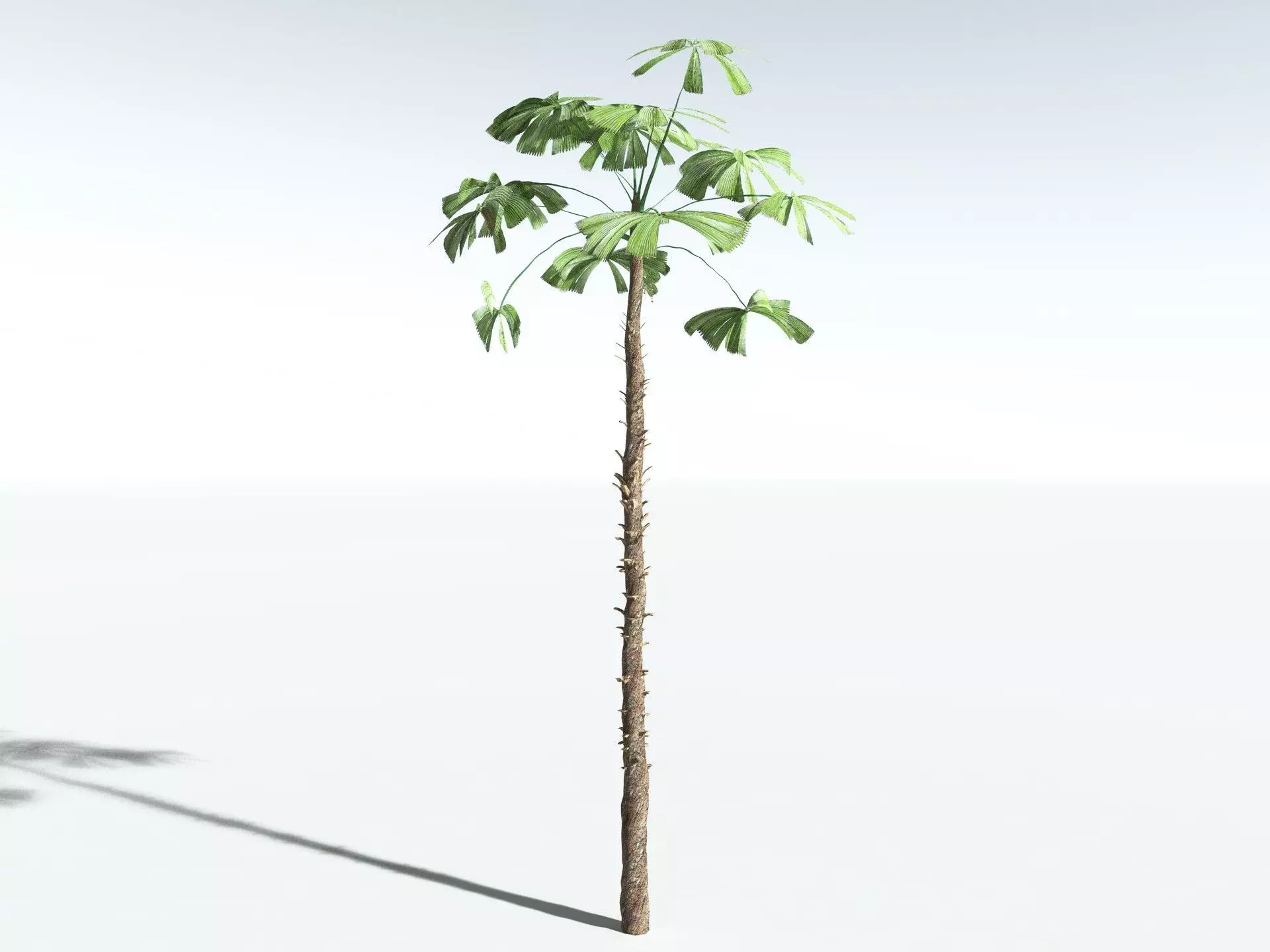 EVERYPlant Australian Fan Palm LowPoly Low-poly 3D model_4