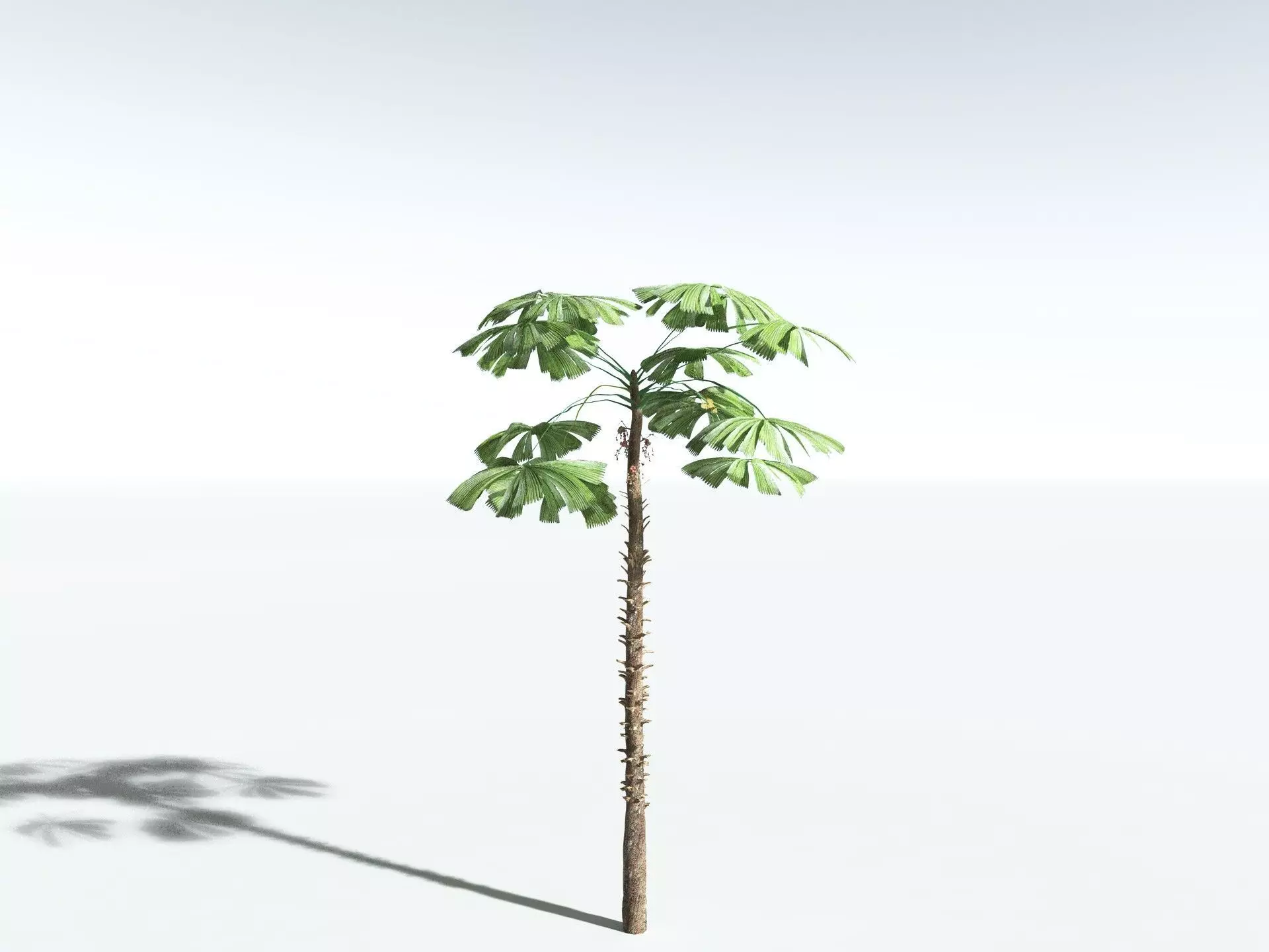 EVERYPlant Australian Fan Palm LowPoly Low-poly 3D model_22