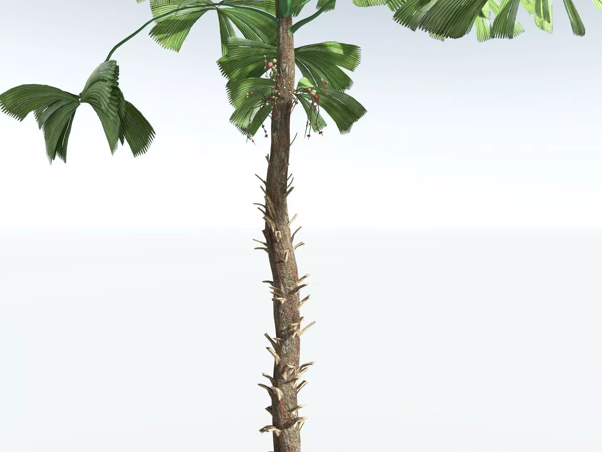 EVERYPlant Australian Fan Palm LowPoly Low-poly 3D model_21