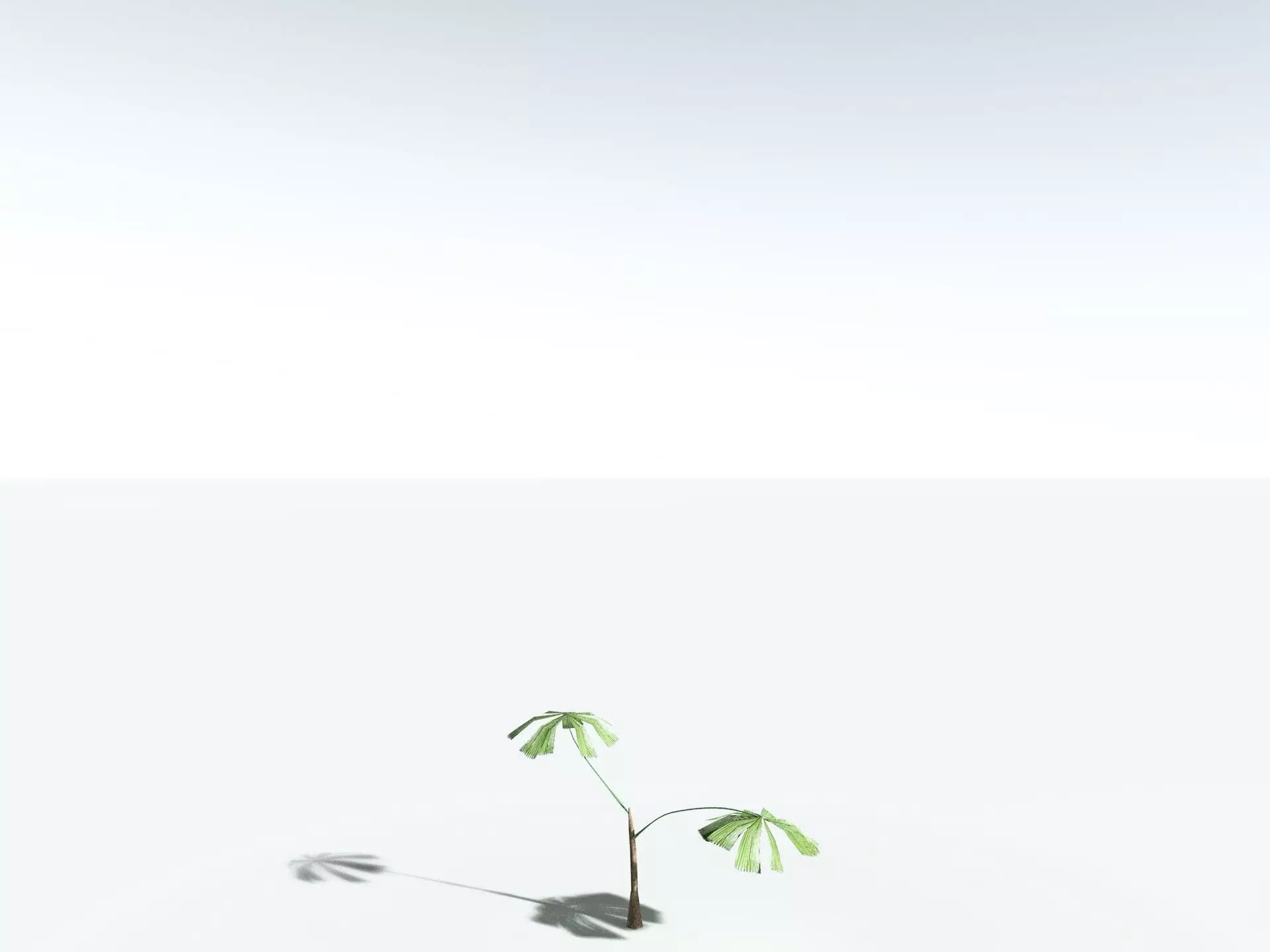 EVERYPlant Australian Fan Palm LowPoly Low-poly 3D model_29