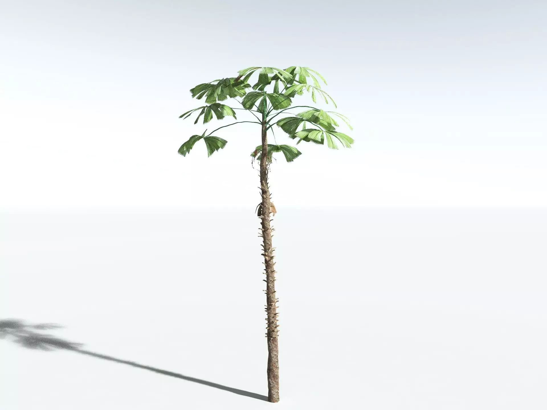 EVERYPlant Australian Fan Palm LowPoly Low-poly 3D model_8