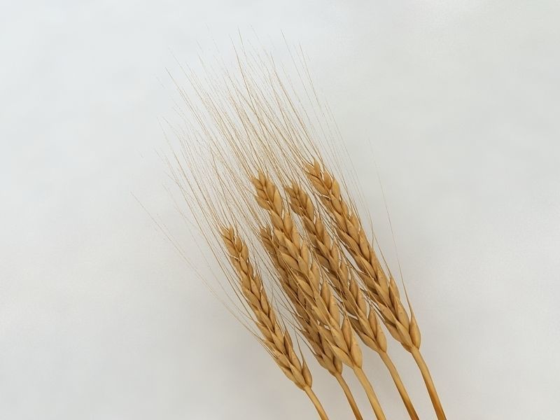 Wheat  3D model_1