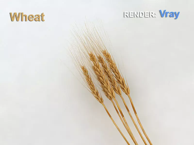 Wheat  3D model_0