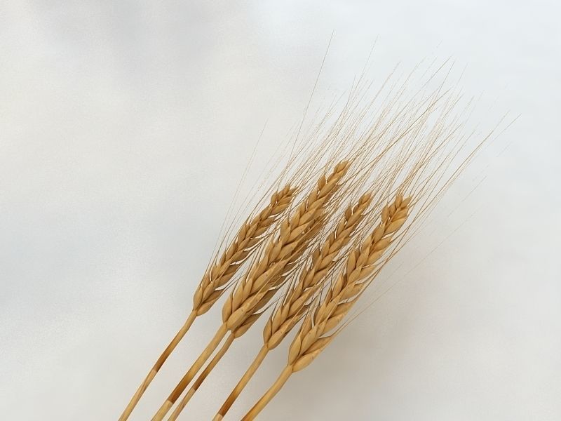 Wheat  3D model_3