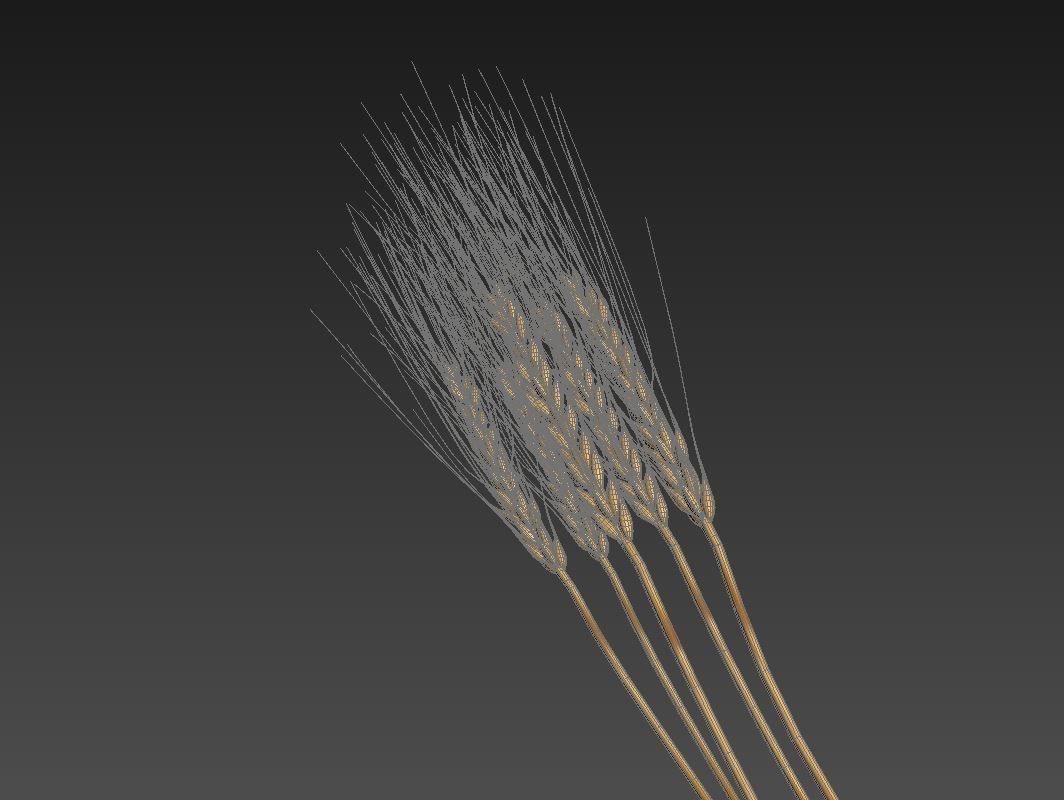 Wheat  3D model_4