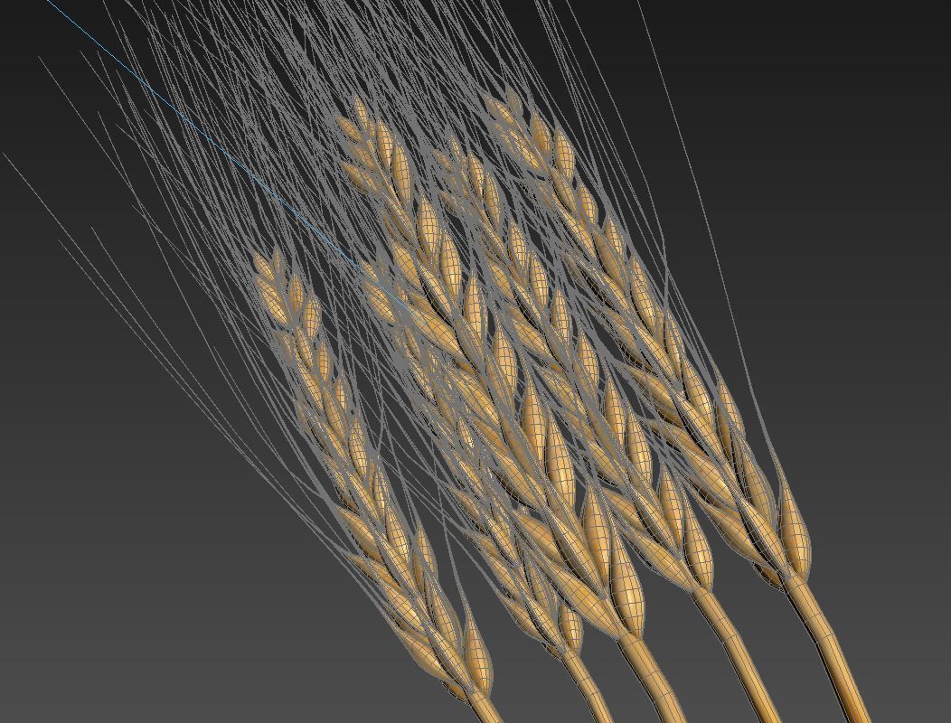 Wheat  3D model_5