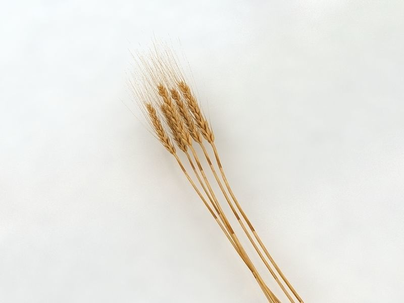 Wheat  3D model_2