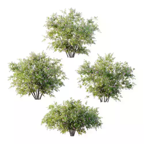 Leucophyllum frutescens Bush 07