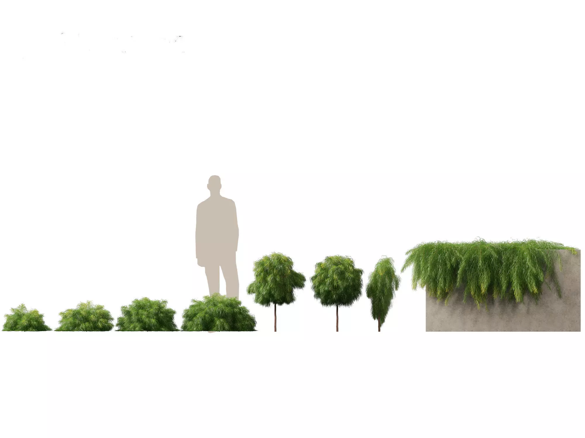 Mediterranean Drought-Tolerant Pack 52 3D model_1