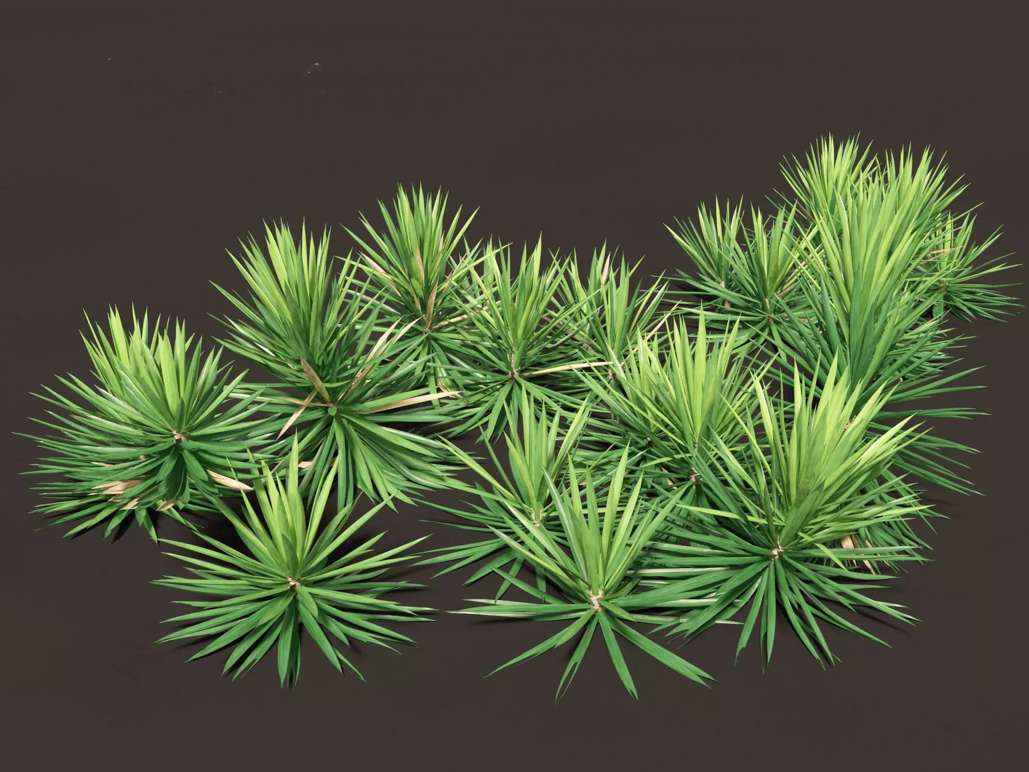 Mediterranean Drought-Tolerant Pack 52 3D model_27