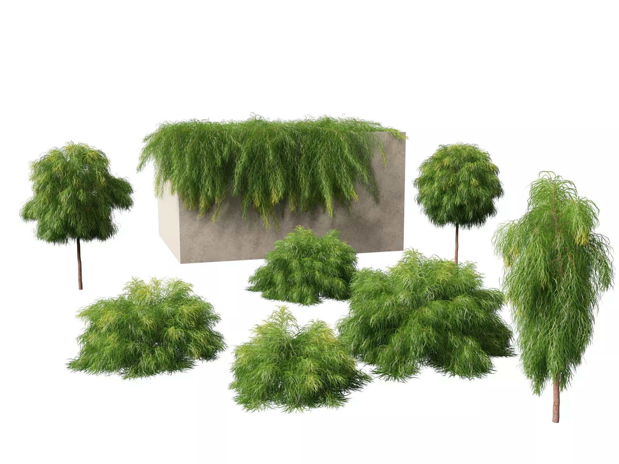 Mediterranean Drought-Tolerant Pack 52 3D model_2