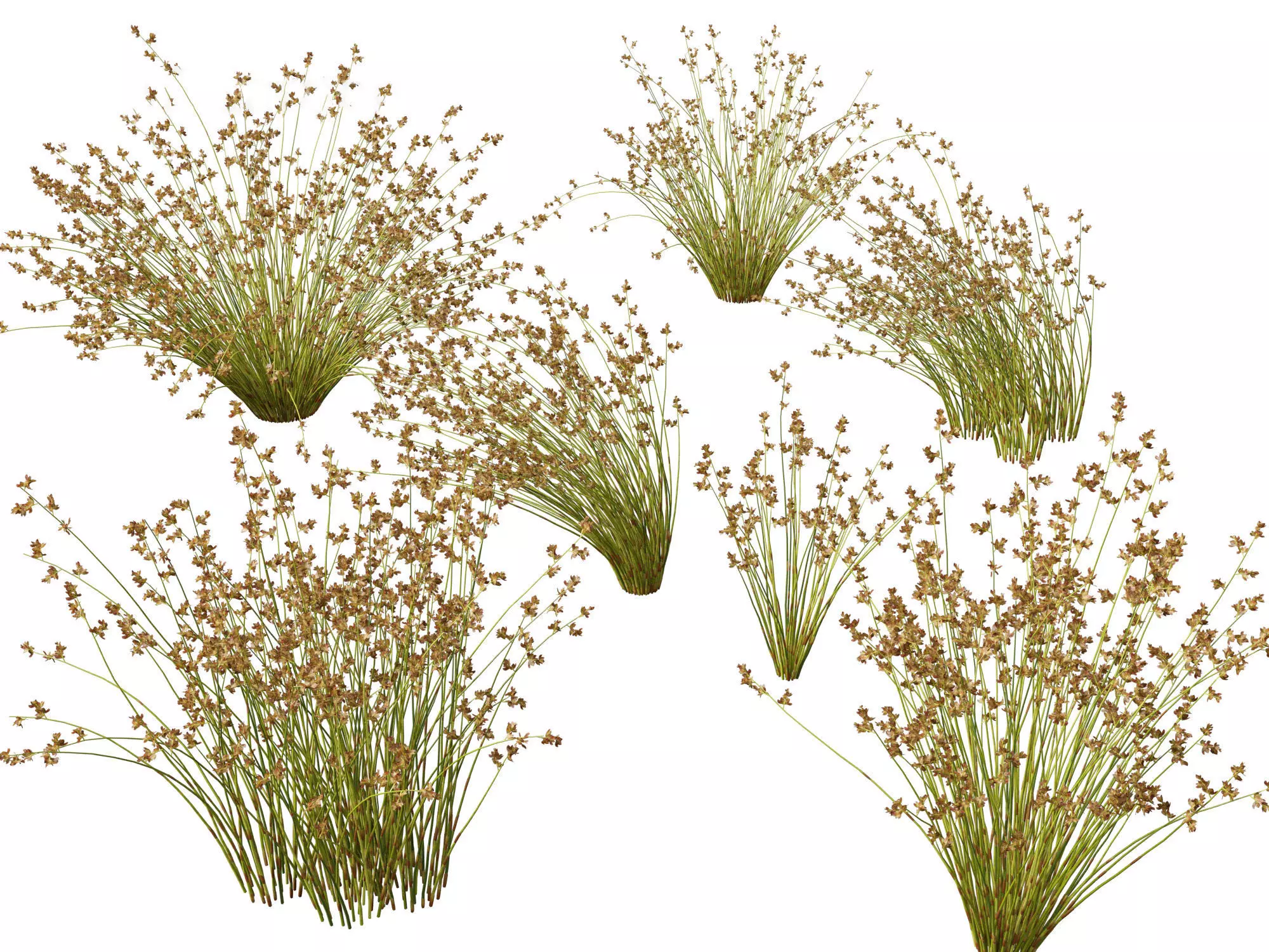 Mediterranean Drought-Tolerant Pack 52 3D model_5