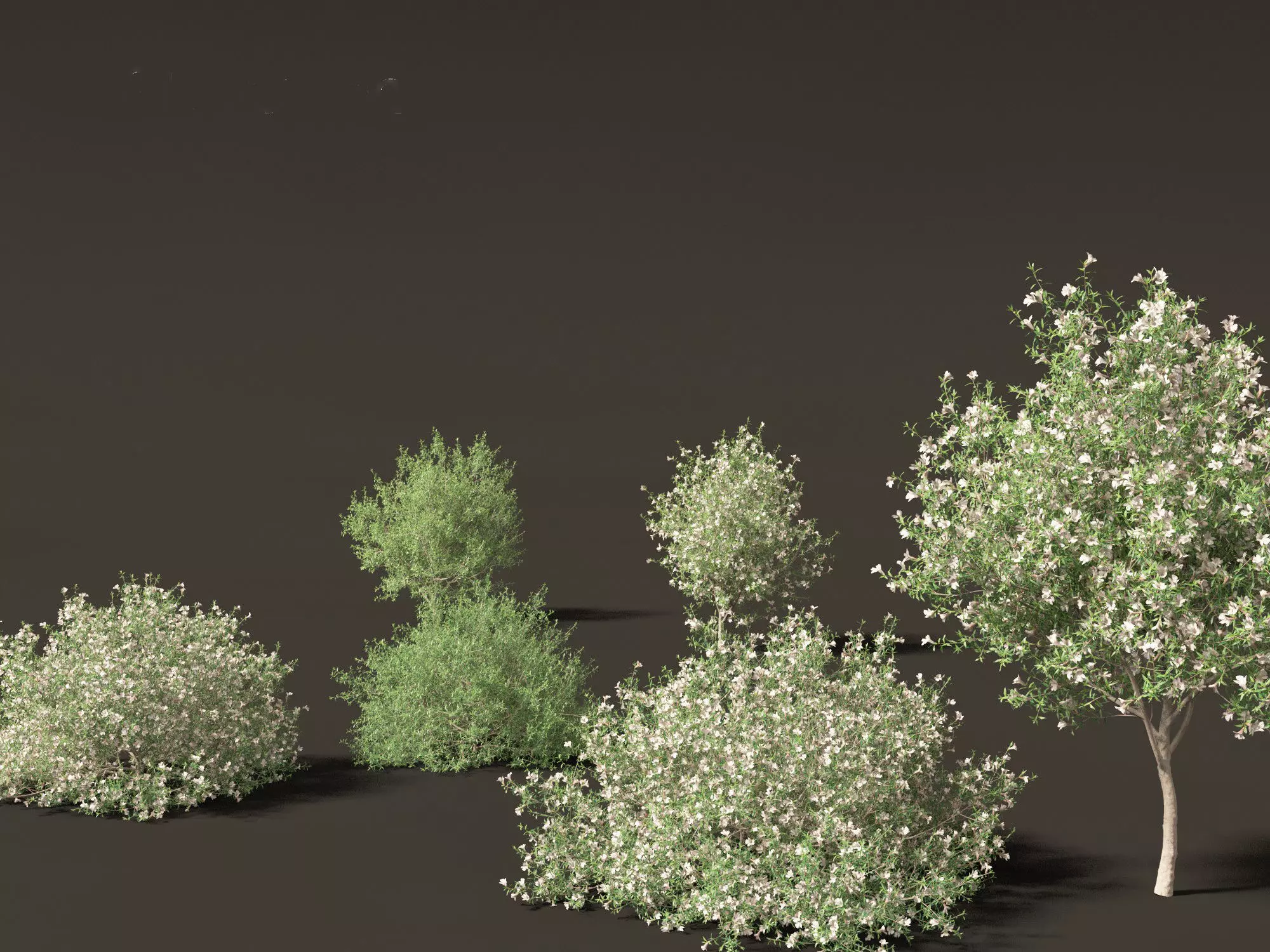 Mediterranean Drought-Tolerant Pack 52 3D model_23