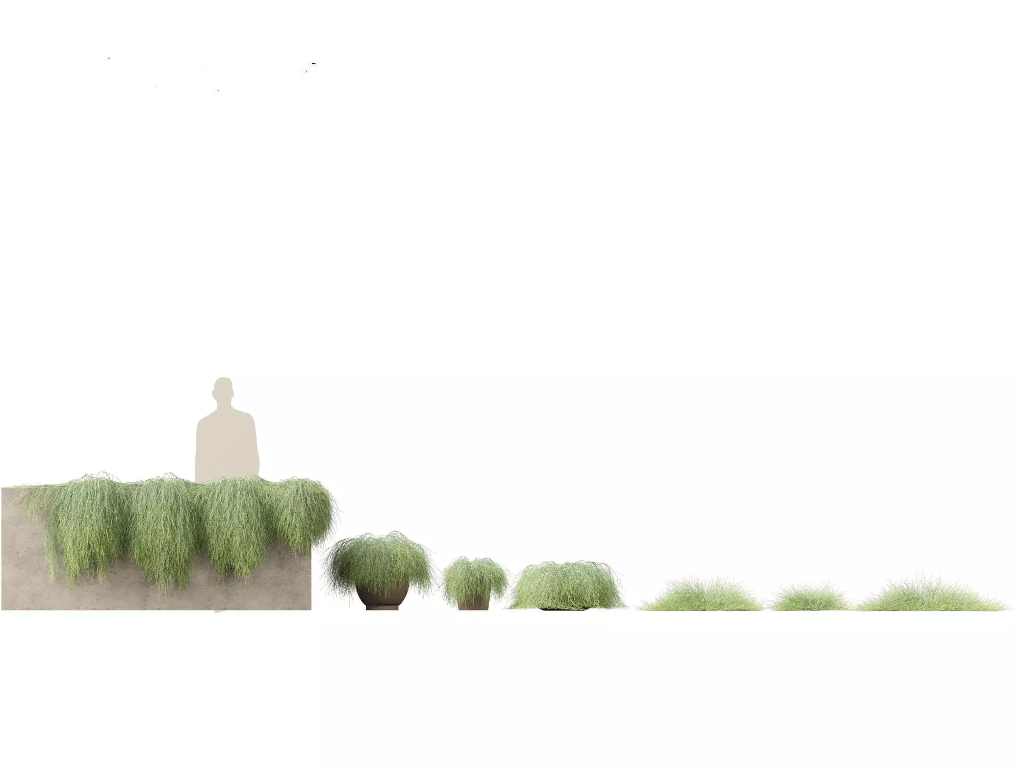 Mediterranean Drought-Tolerant Pack 52 3D model_10