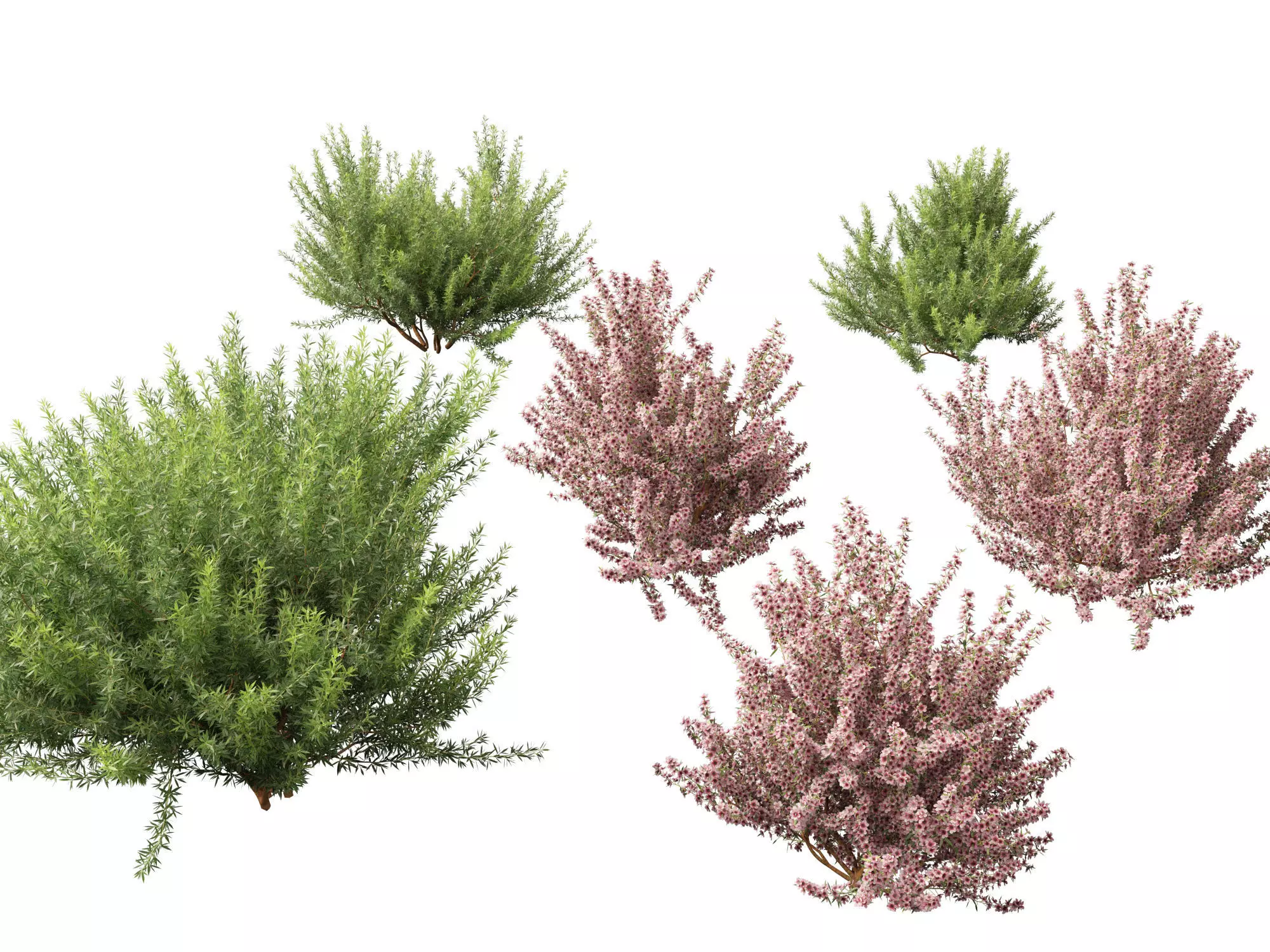 Mediterranean Drought-Tolerant Pack 52 3D model_14