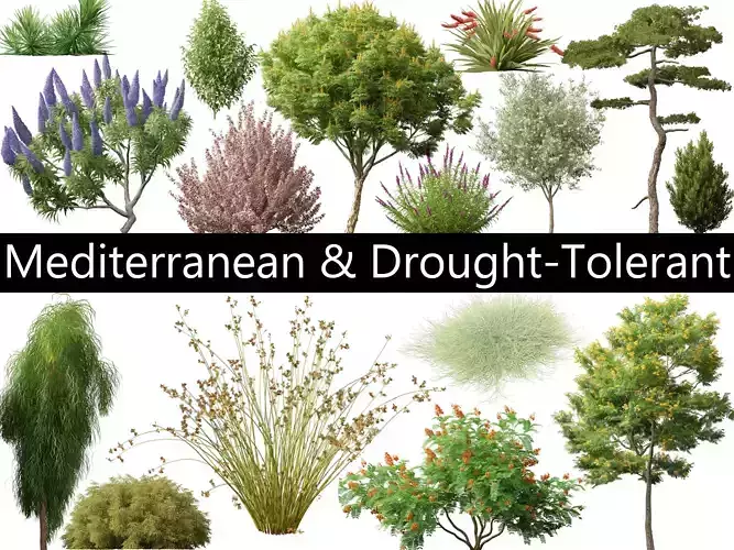 Mediterranean Drought-Tolerant Pack 52