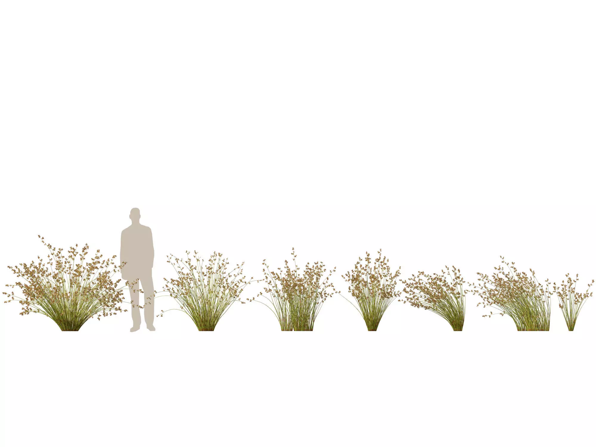 Mediterranean Drought-Tolerant Pack 52 3D model_4