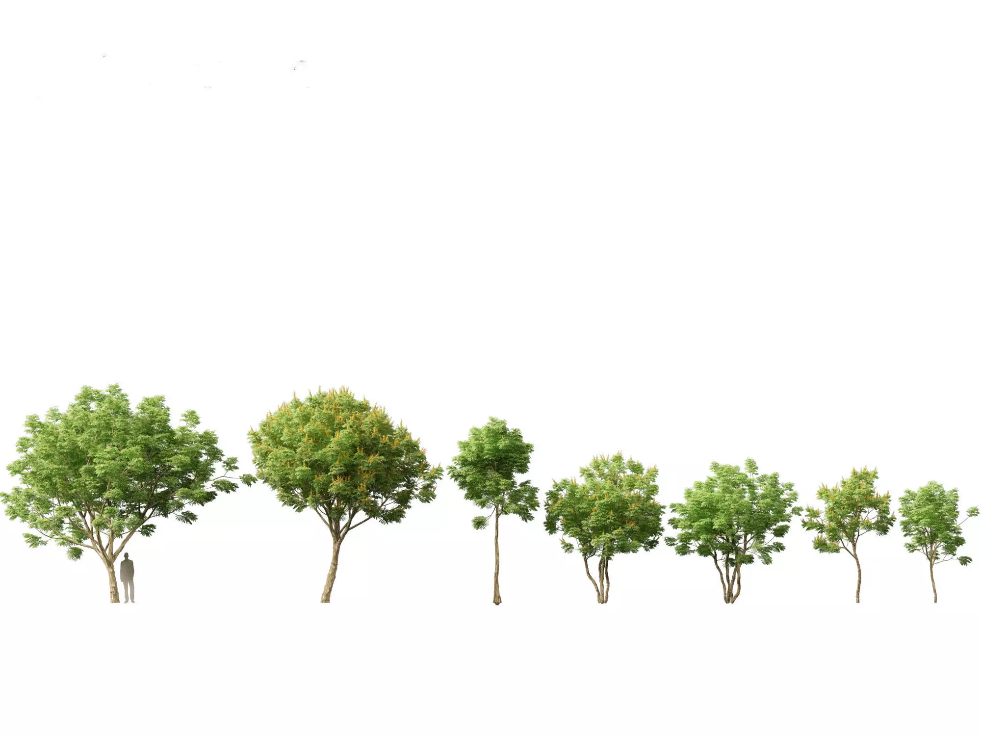 Mediterranean Drought-Tolerant Pack 52 3D model_8