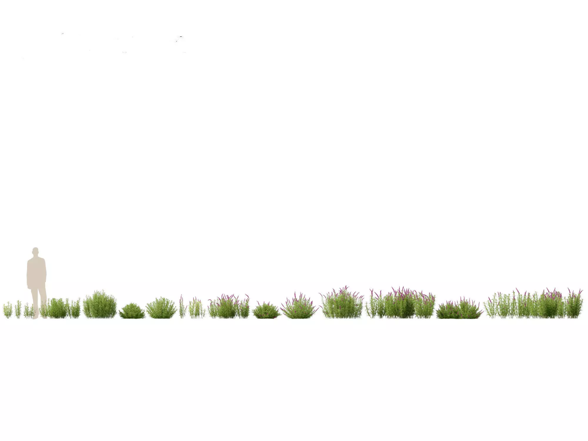 Mediterranean Drought-Tolerant Pack 52 3D model_15