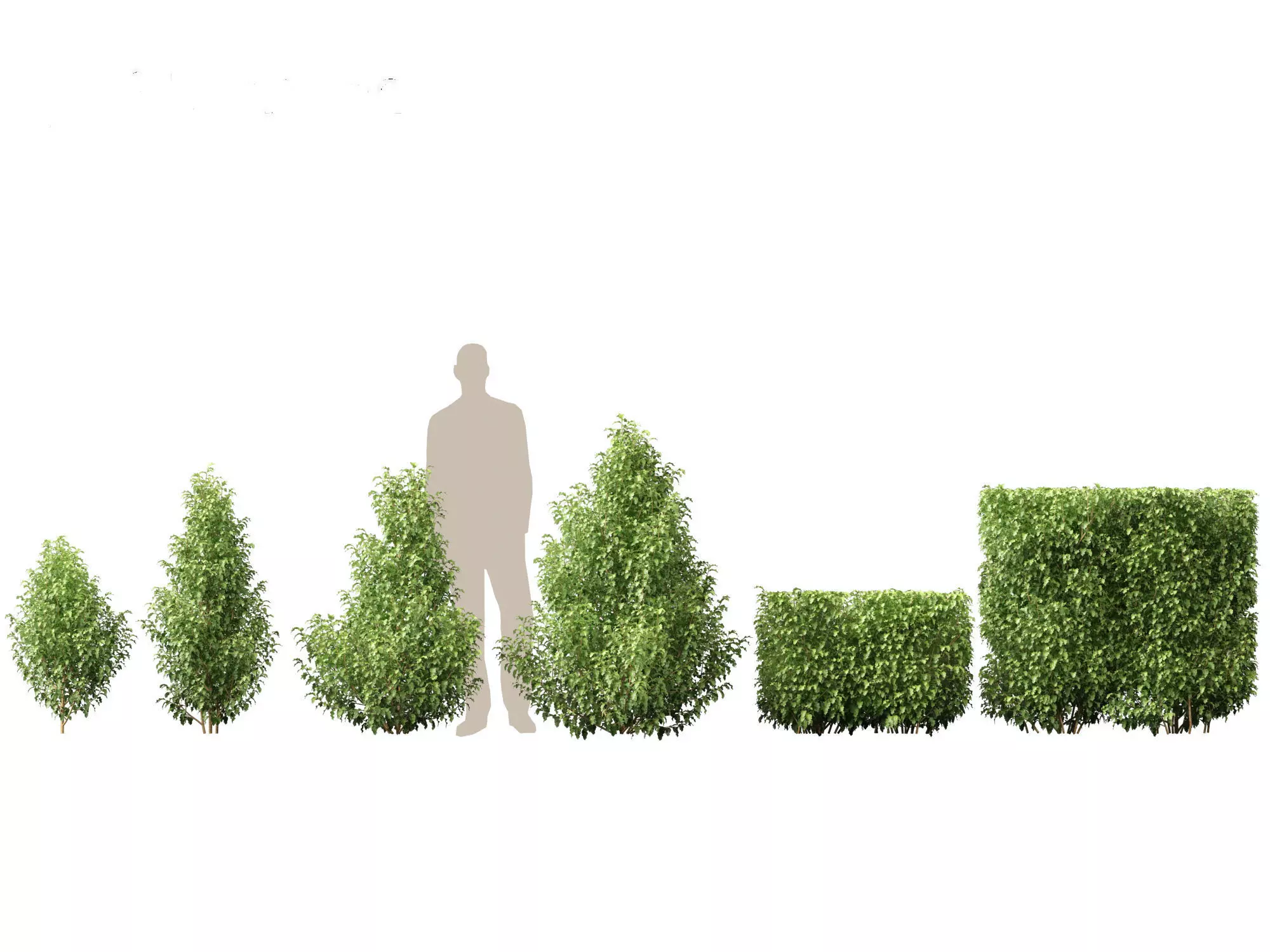 Mediterranean Drought-Tolerant Pack 52 3D model_17