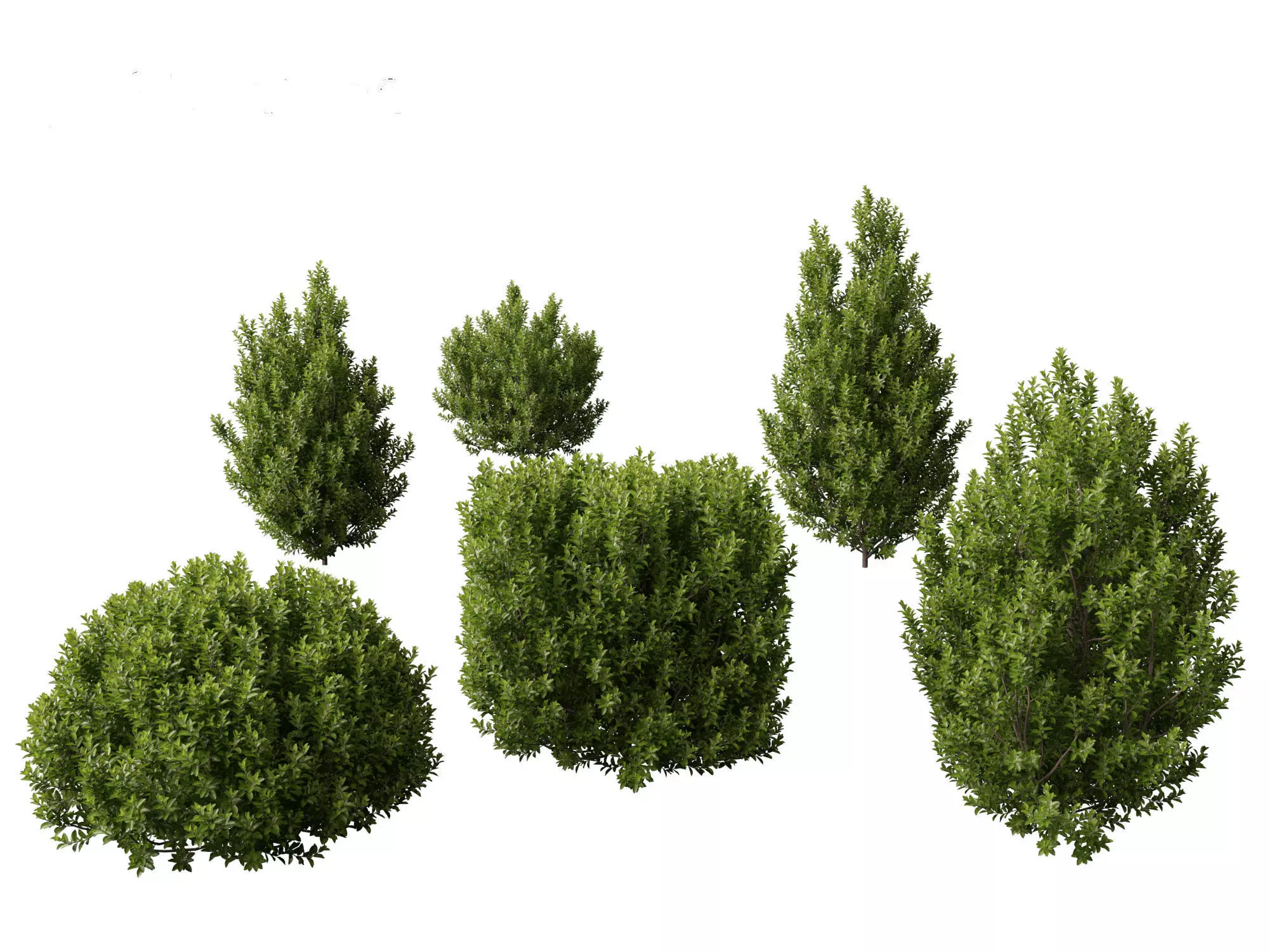 Mediterranean Drought-Tolerant Pack 52 3D model_21