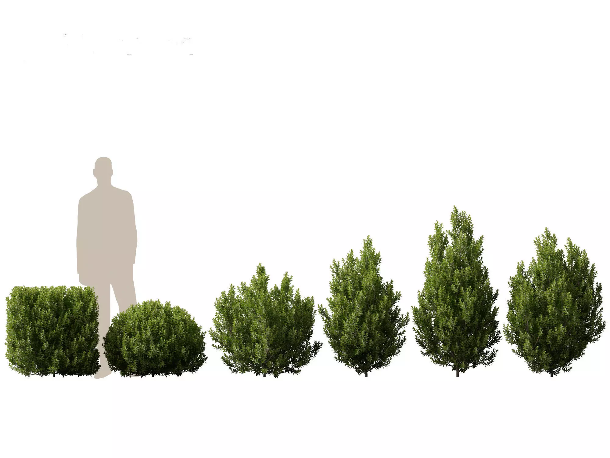 Mediterranean Drought-Tolerant Pack 52 3D model_20