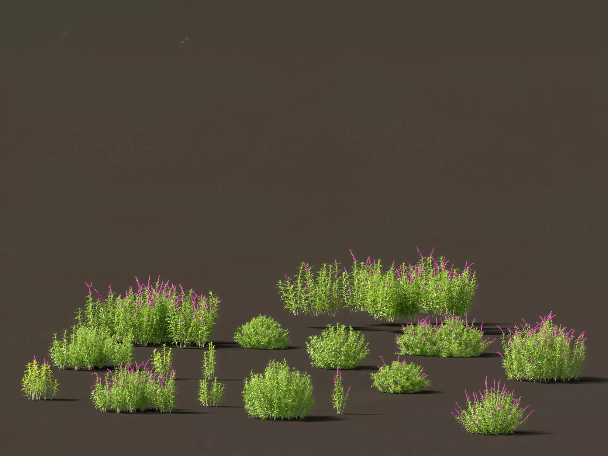 Mediterranean Drought-Tolerant Pack 52 3D model_16