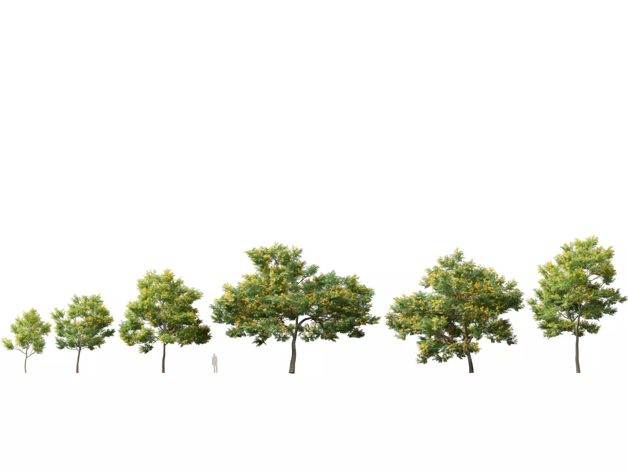 Mediterranean Drought-Tolerant Pack 52 3D model_6