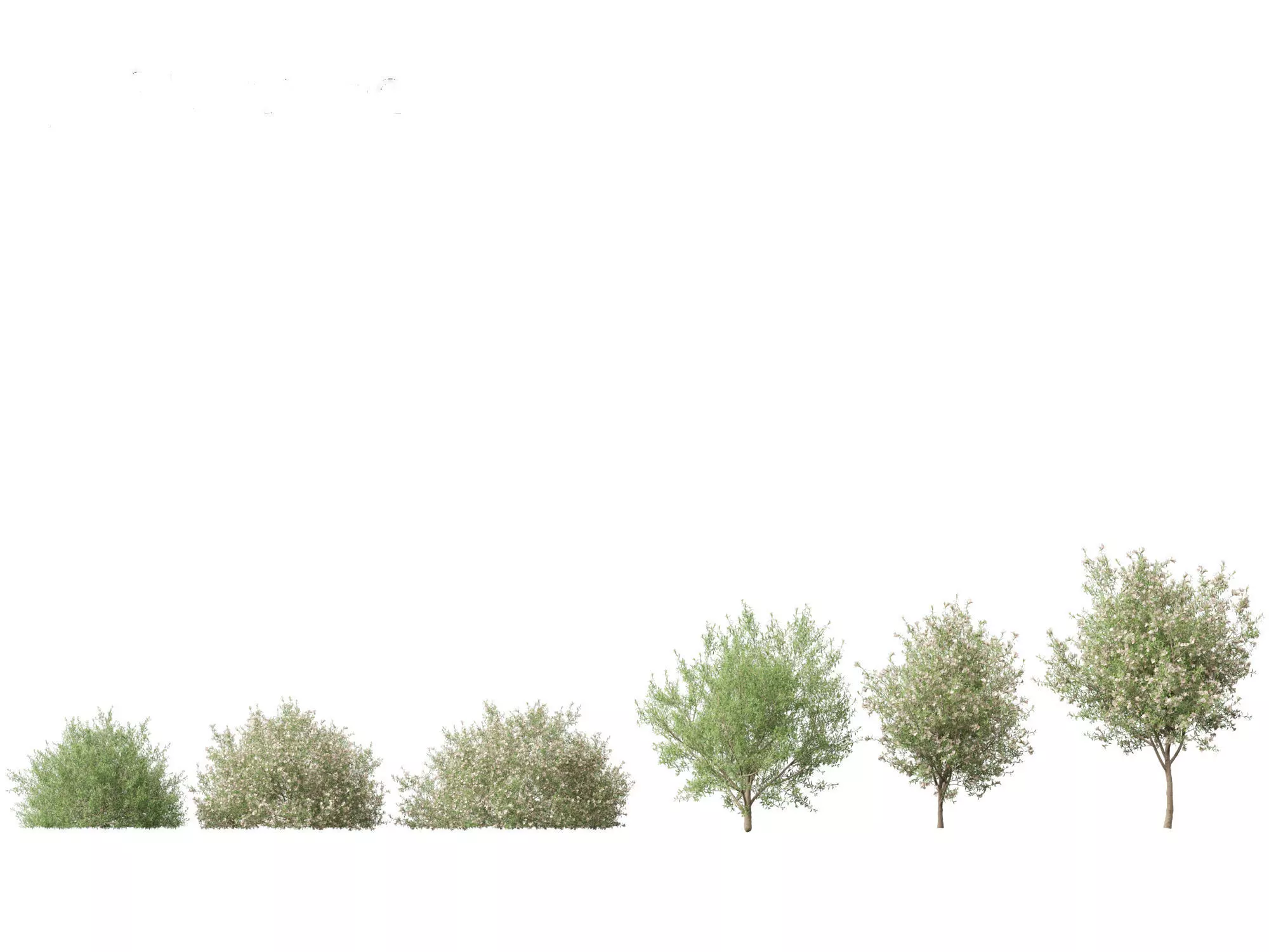 Mediterranean Drought-Tolerant Pack 52 3D model_22