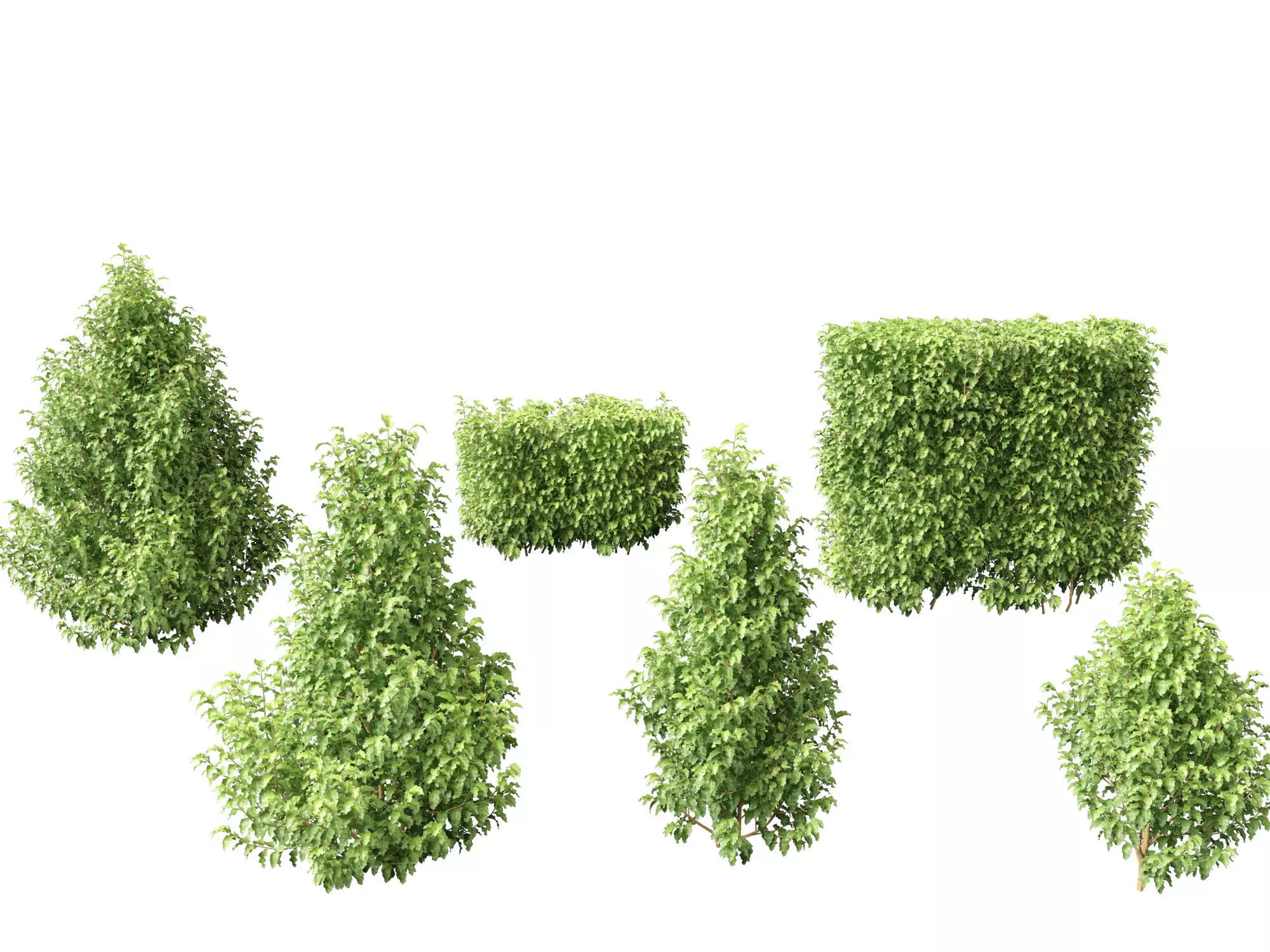 Mediterranean Drought-Tolerant Pack 52 3D model_18