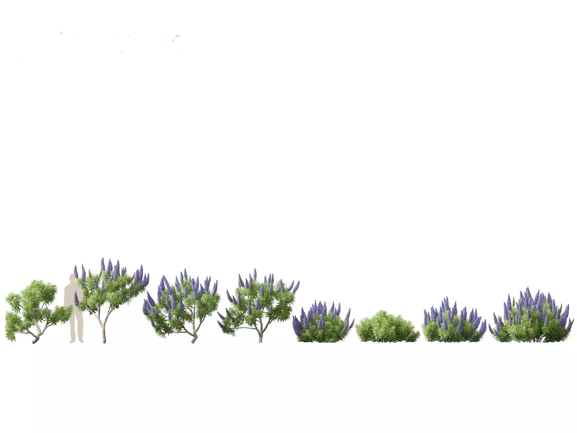 Mediterranean Drought-Tolerant Pack 52 3D model_12