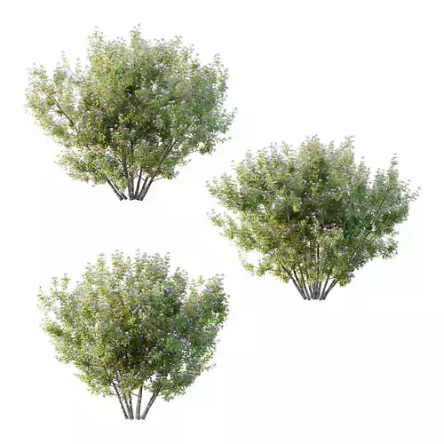 Leucophyllum frutescens Bush 08