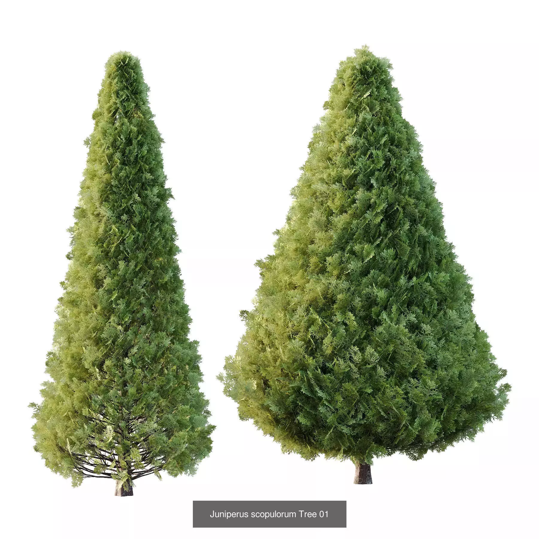 Excellent collection of Tree plants 13 Different Models 0013 _6