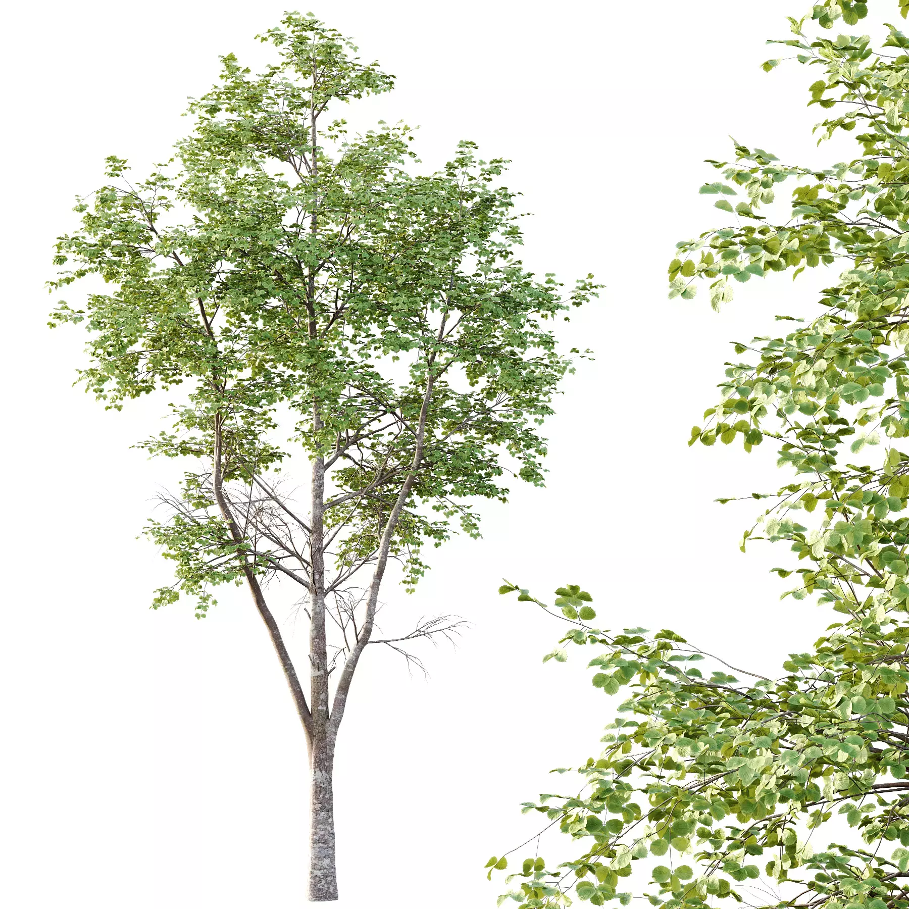 Excellent collection of Tree plants 13 Different Models 0013 _21