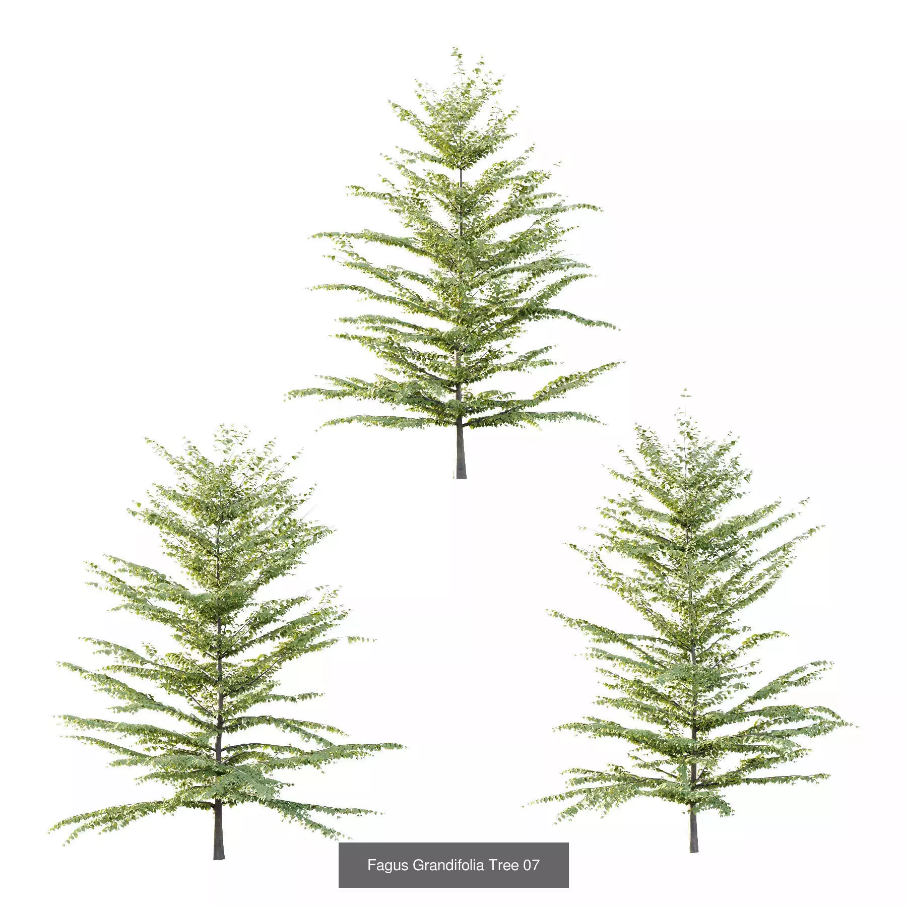 Excellent collection of Tree plants 13 Different Models 0013 _2