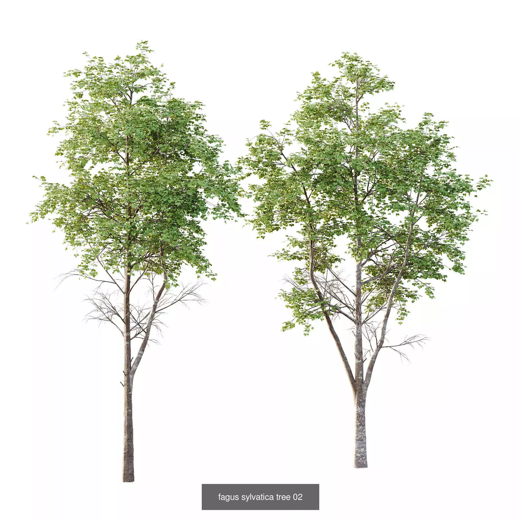 Excellent collection of Tree plants 13 Different Models 0013 _4